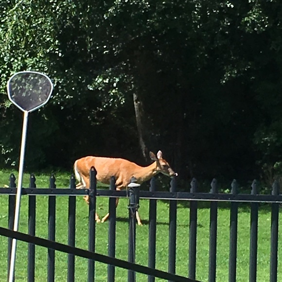 Meet your Posher, Paty - Picture 7 of 16